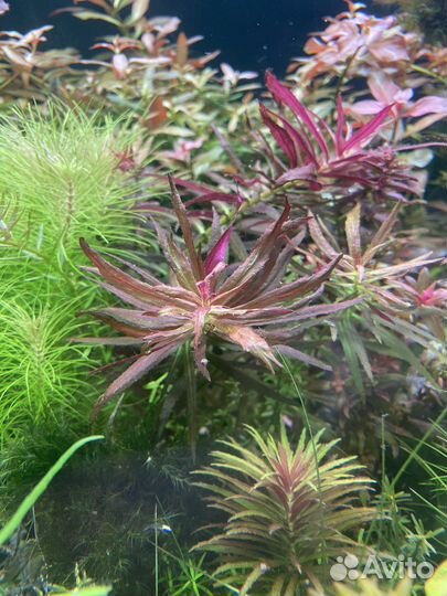 Аквариумные растения. Коридорасы Пигмеи