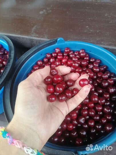 Вишня свежая