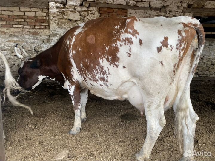 Коровы, Айширки.Подробные цены в описании