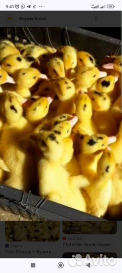 Цыплята, гусята, утята, бройлеры, индюшата