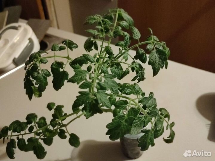 Комнатный томат 