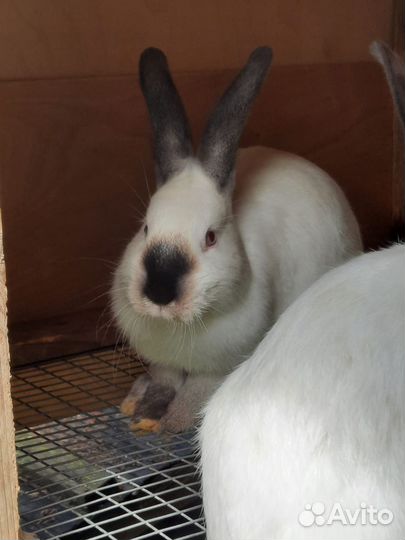 Калифорнийские кролики