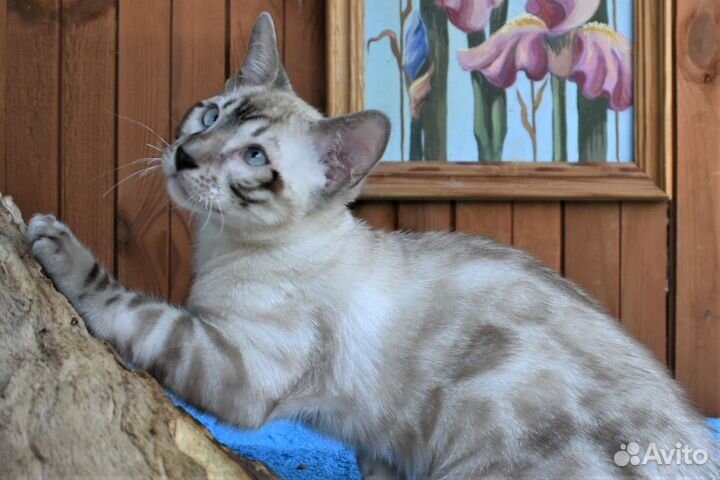 Бенгальский кот