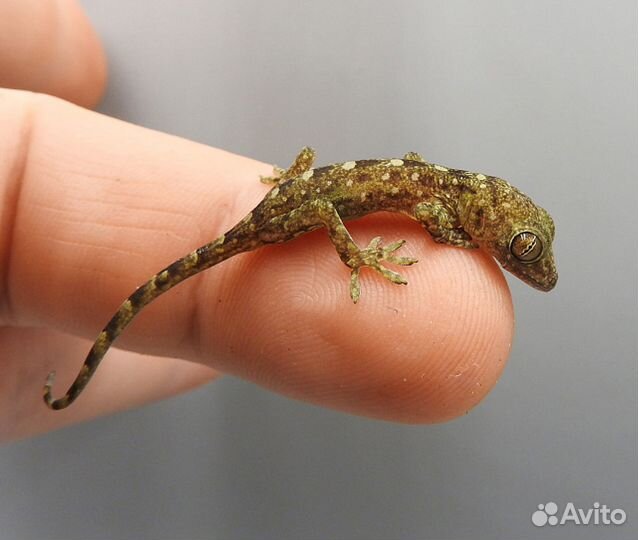 Новый вид гекконов в террариуме: Gekko canaensis