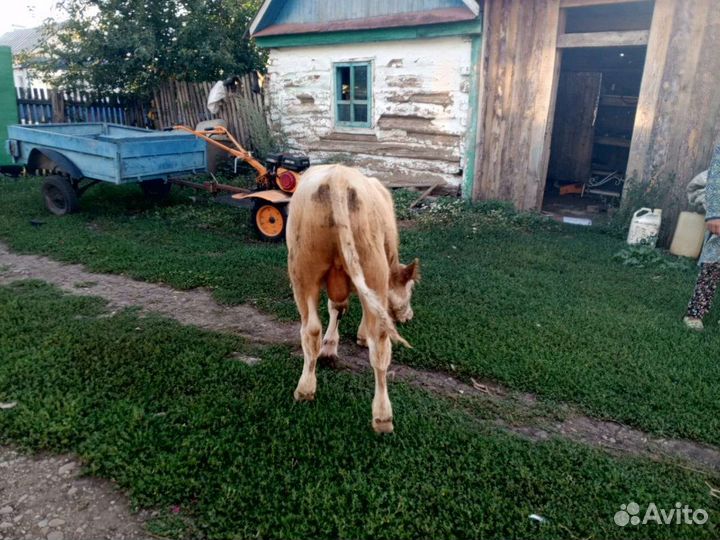 Бычки,телки