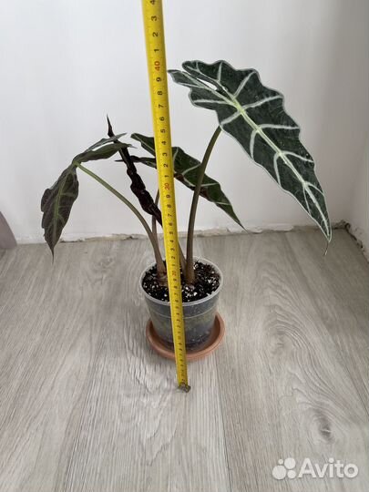 Комнатные растения