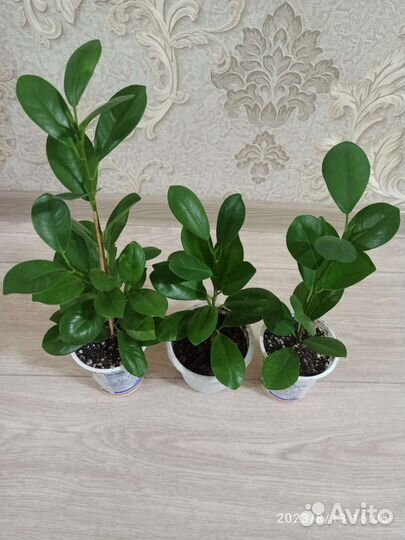 Фикусы микрокарпа мокламе