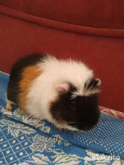 Морская свинка Американский тедди