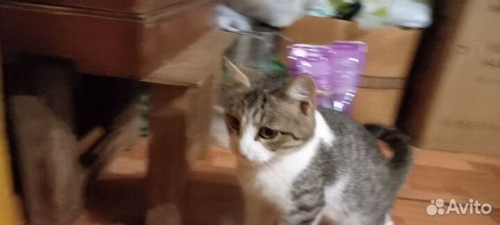 Кошка