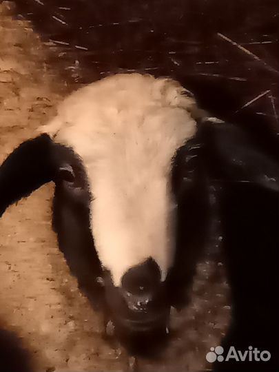 Мясо баранина тушка