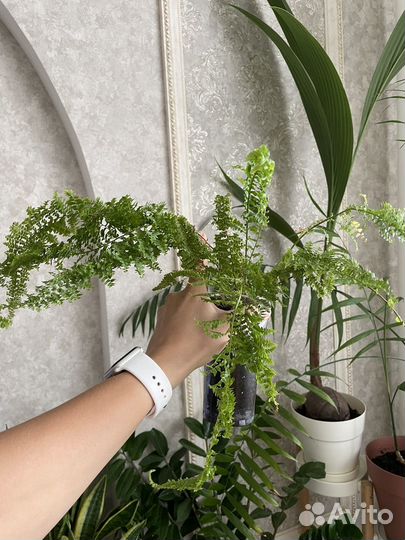 Папоротник комнатный