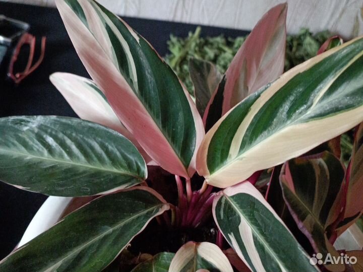 Строманта триколор крупная