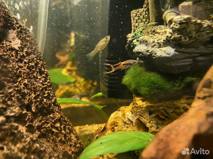 Аквариумные рыбки гуппи