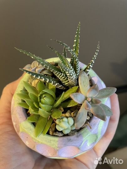 Суккуленты. Листайте фото