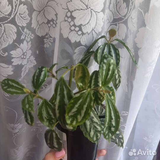 Пилея кадье