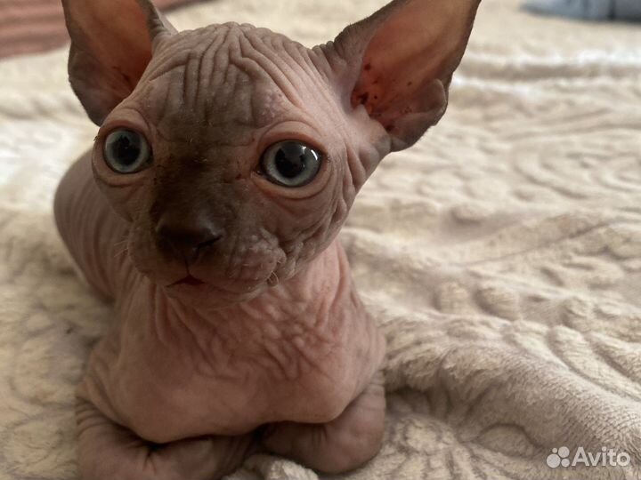 Канадский сфинкс