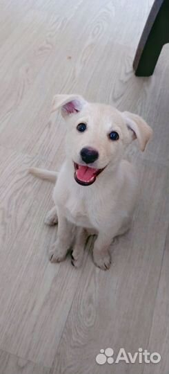 Маленький щеночек в добрые руки