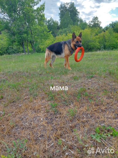 Продам щенков немецкой овчарки