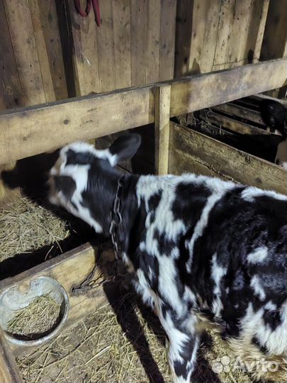 Теленок бычок 1.5 месяца