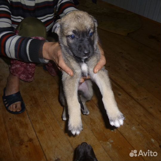Щенки метисы кавказца в добрые руки