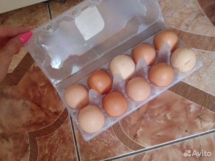 Домашние куриные яйца