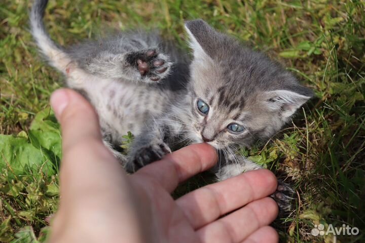 Котенок в добрые руки
