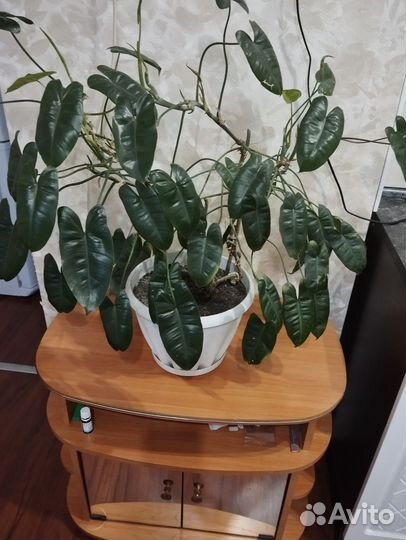 Комнатные цветы