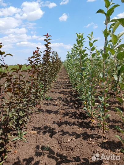 Саженцы яблок,груш,орех,персик опт от 100шт