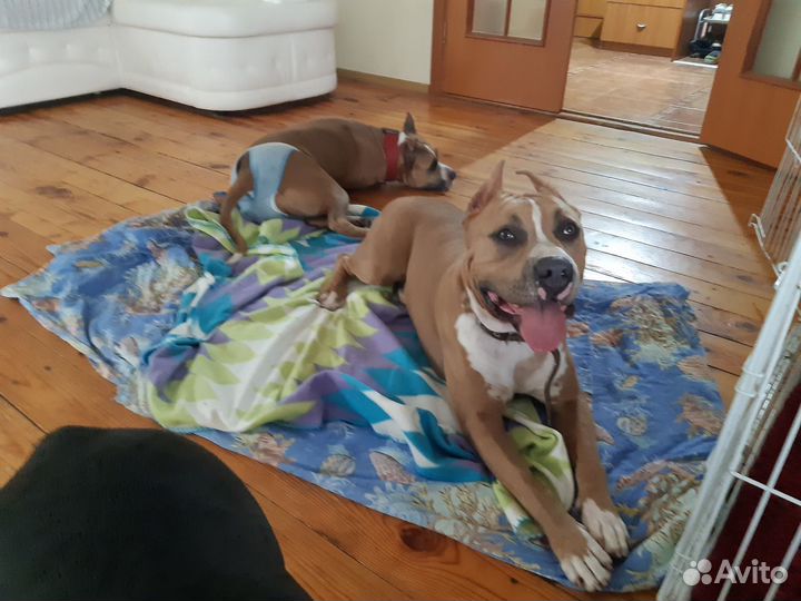 Зоогостиница DogHome63