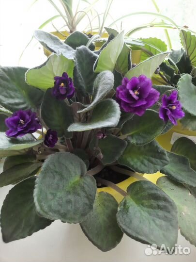 Фиалки (листы на срез)