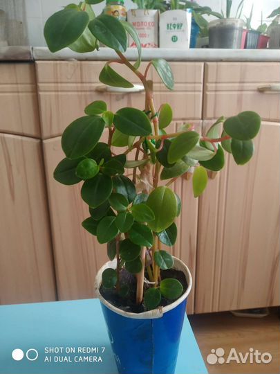 Растения домашние комнатные декоративные