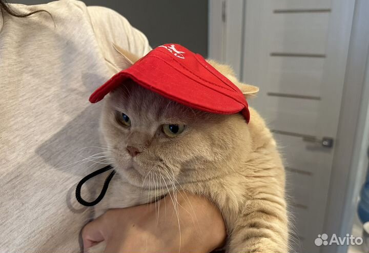 Кепка для собак