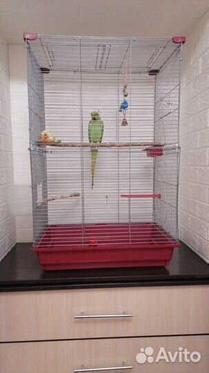 Ажереловый попугай