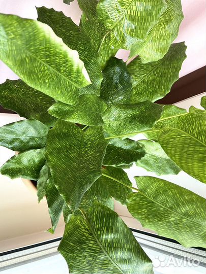 Калатея нетворк