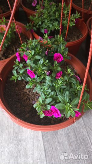 Цветы в кашпо