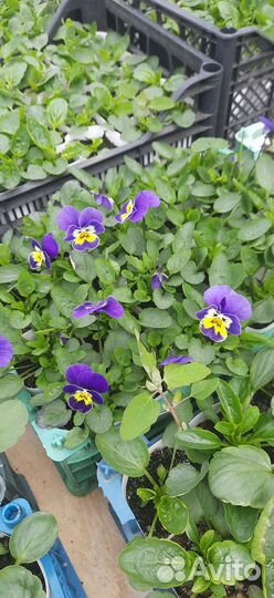 Рассада Огурцов