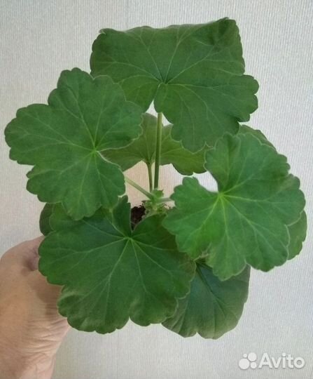 Пеларгония ив Майя Плисецкая