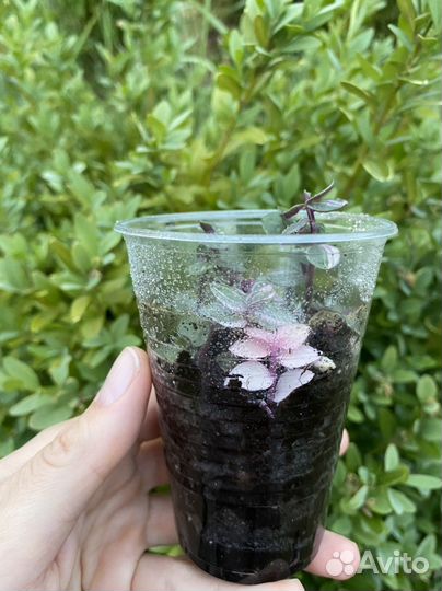 Коллизия Бьянка Традесканция белоцветковая кактус