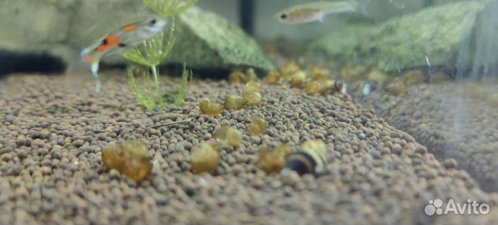 Улитка хелена