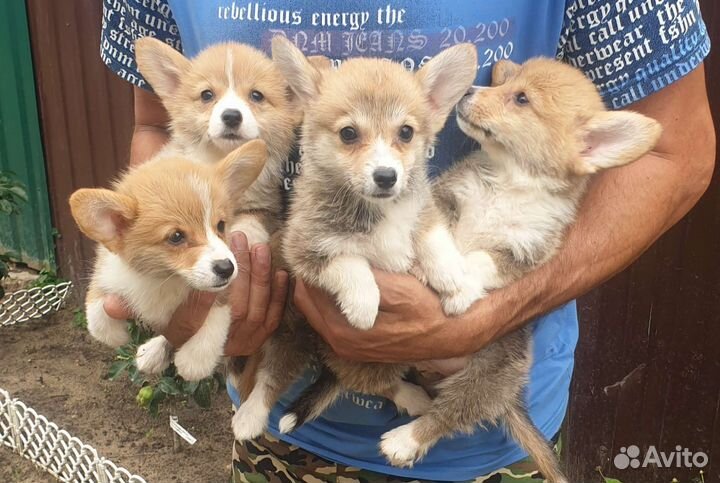 Щенки вельш-корги пемброк