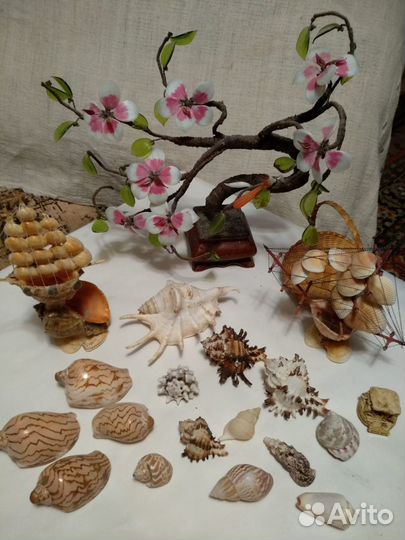 Морские ракушки раковины большие