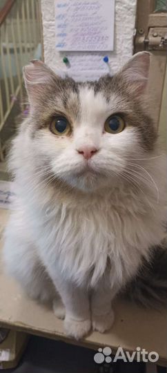 Котик Сибирский