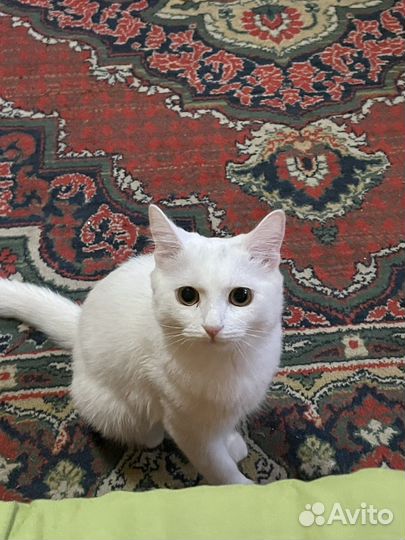 Кошка турецкая ангора