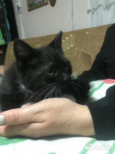 Кошка в дар бесплатно