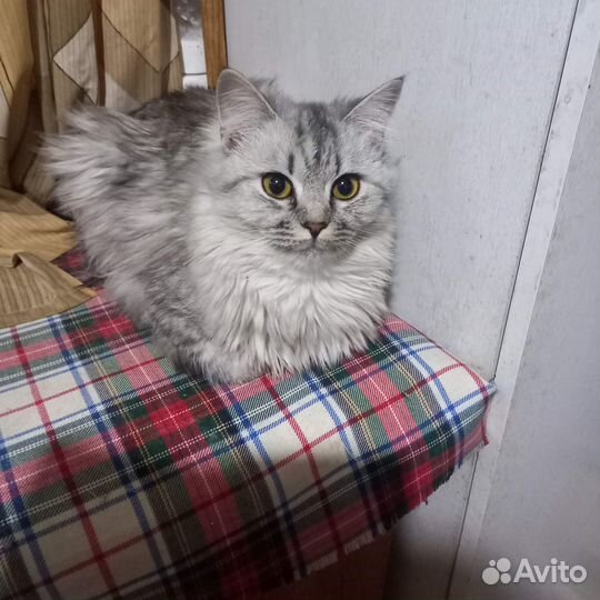 Кошечка в добрые руки бесплатно