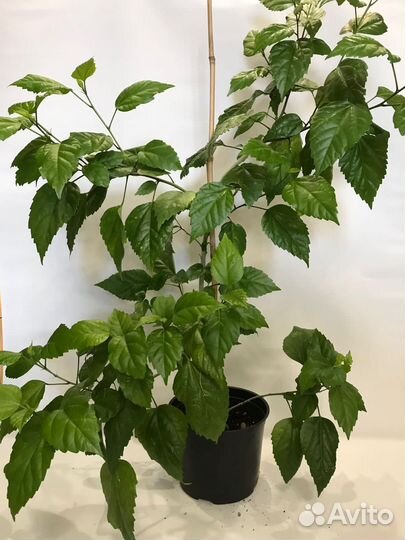 Гибискус / китайская роза