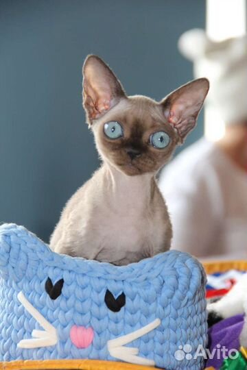 Котята Девон рекс