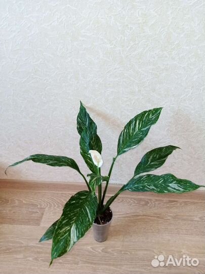 Хойя, Сциндапсус, Спатифиллум, Маранта, Кротон