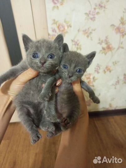 Котята в добрые руки мальчик и три девочки