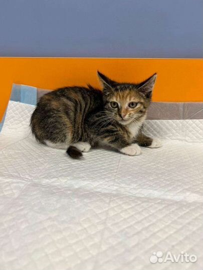 Котики бесплатно